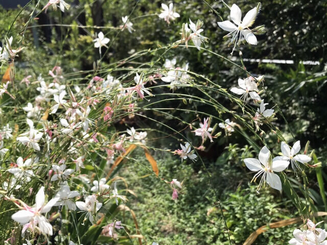 9月のガウラの花