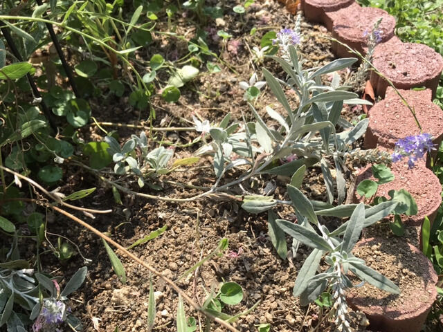 トウテイランの花