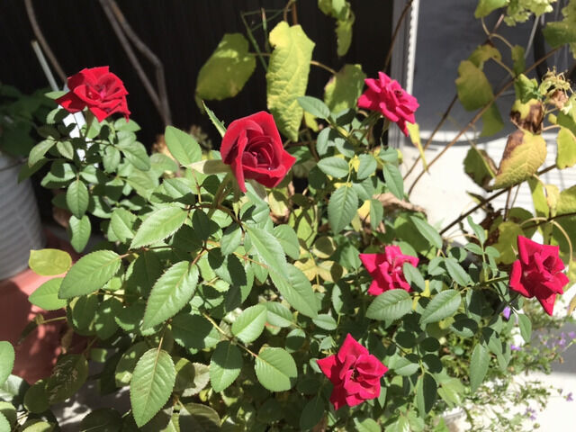 9月に咲いたラバグルートの花