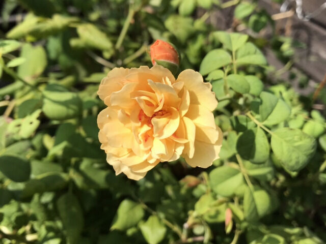 9月に咲いたロアルドダールの花