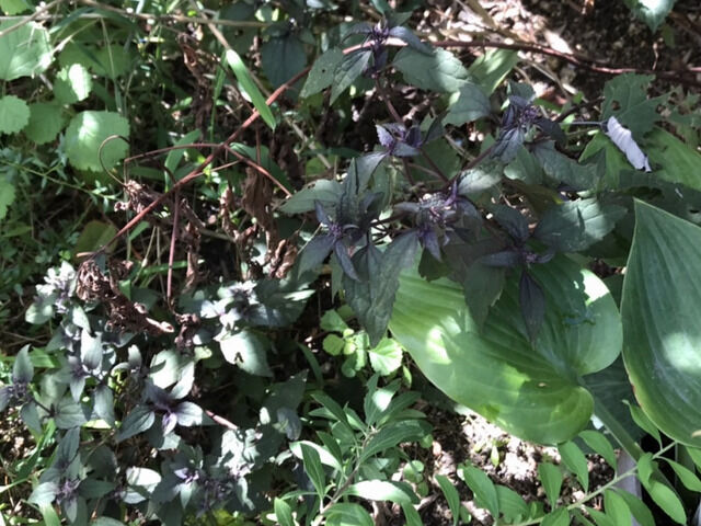 ユーパトリウム・チョコレートの徒長枝