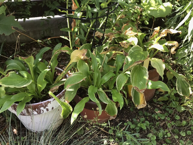 日陰に並べたギボウシ ホスタの鉢