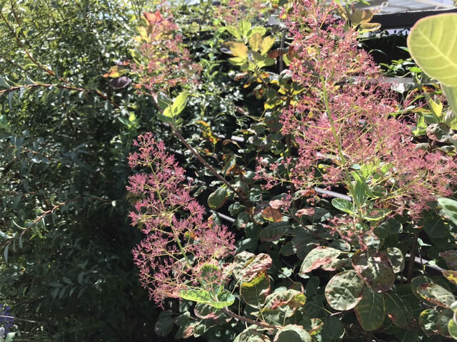 9月に咲いたスモークツリーの花