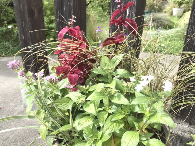 秋の寄せ植え