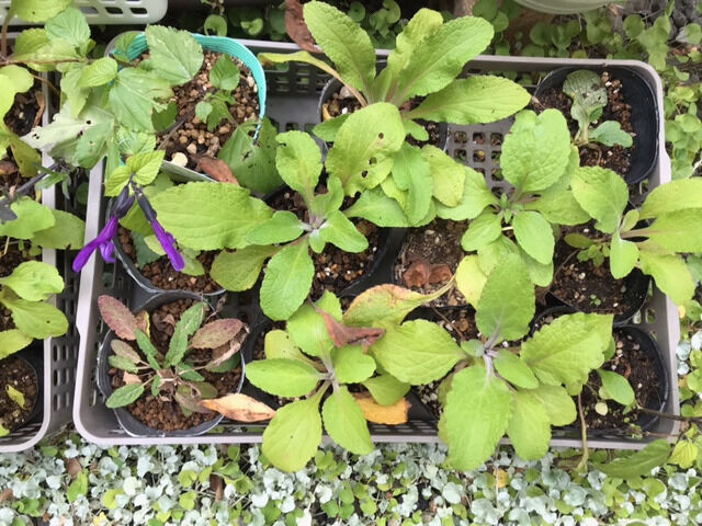 挿し芽の苗たち