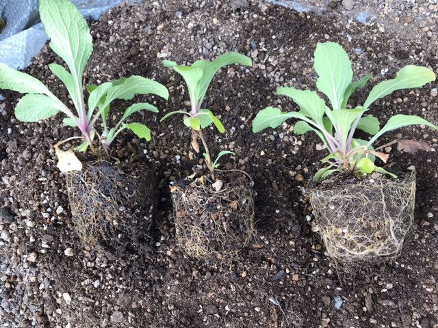 挿し芽のジギタリス苗たち