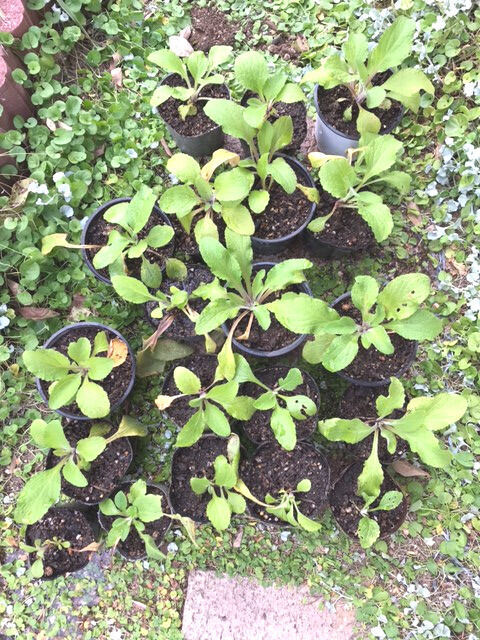 植え替え後のジギタリス