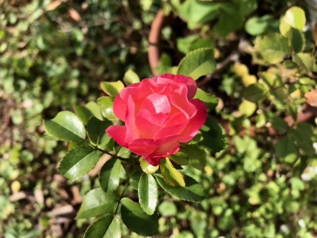 12月に咲いたピーチドリフトの花
