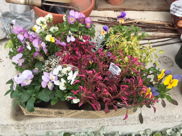 買い足した花苗たち