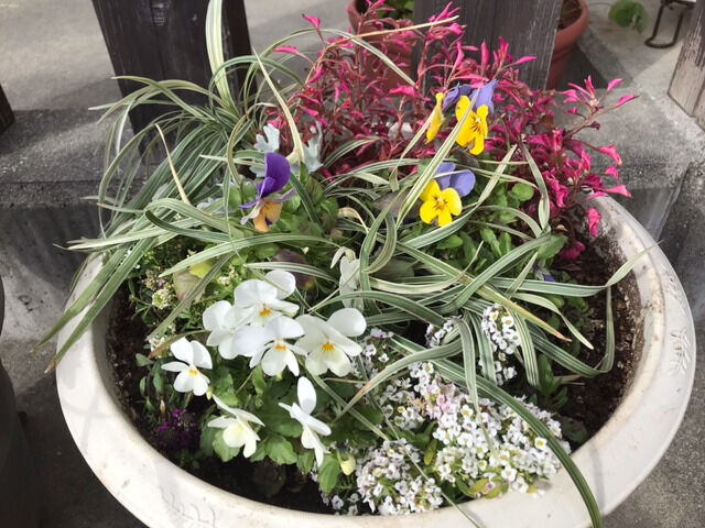 アキランサスとビオラの寄せ植え大
