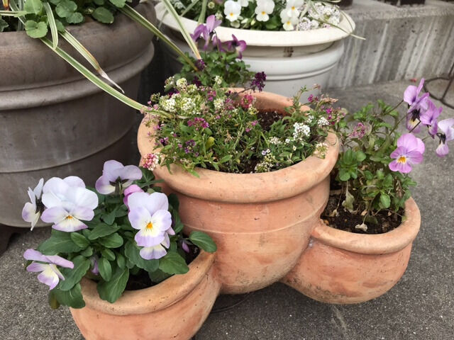 ストロベリーポットの寄せ植え