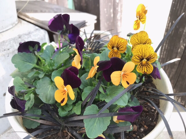 ビオラ・タイガーアイの寄せ植え