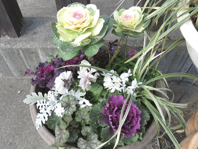 冬の寄せ植え