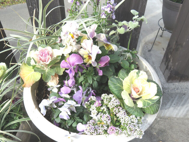 冬の寄せ植え・中