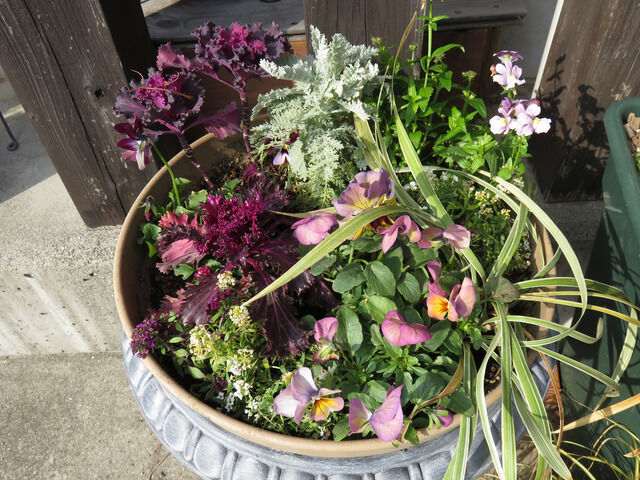 冬の寄せ植え・中