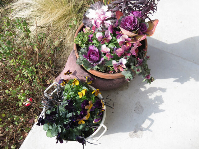 冬の寄せ植えを並べた玄関前