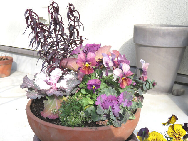 冬の寄せ植え・小