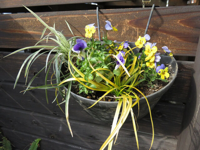 ハンギングの寄せ植え