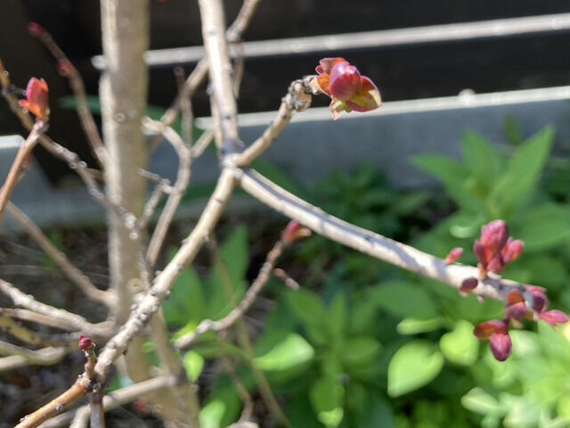 スモークツリーの新芽