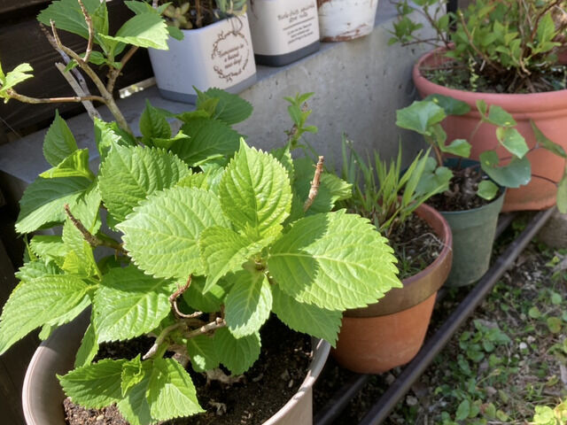 鉢植えのアジサイと山アジサイ