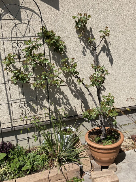 カクテルの葉