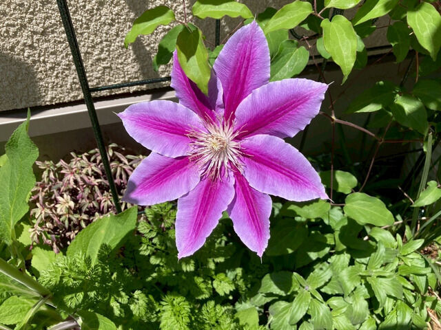 クレマチスの花