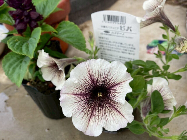 ペチュニアVIVAカプチーノの花