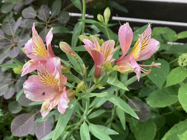 アルストロメリアのピンクの花