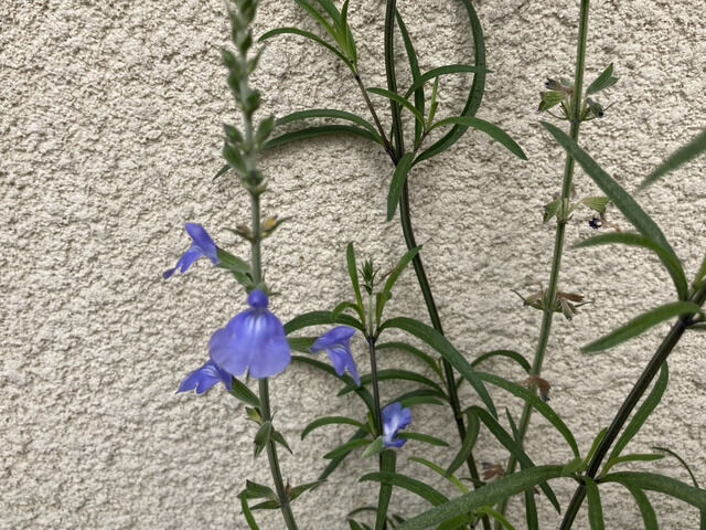 コバルトセージの花