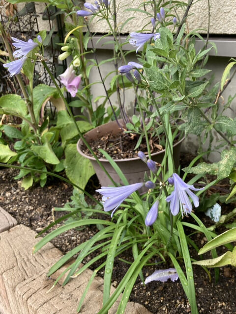 ミニアガパンサス 薄紫