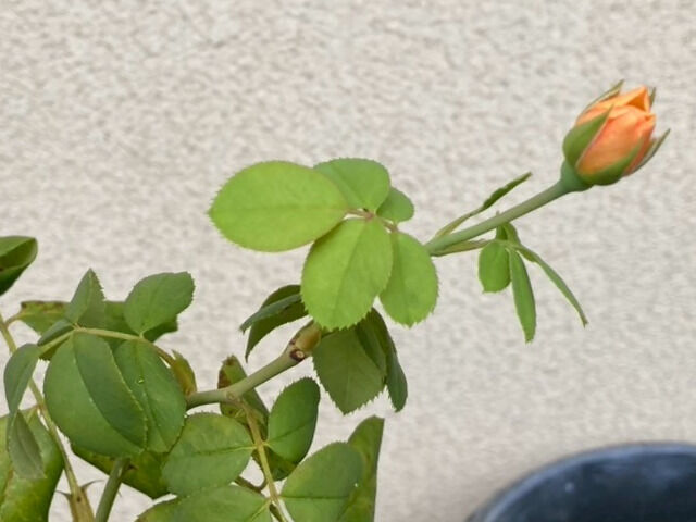 ロアルドダールのつぼみ