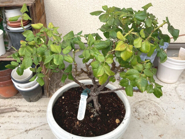 夏剪定をしたロアルドダール