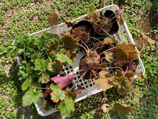 9月につくったヒューケラの挿し木