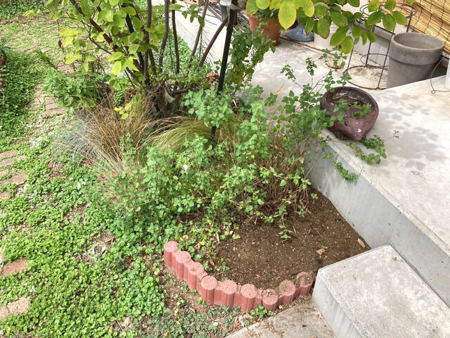 チェリーセージの植栽