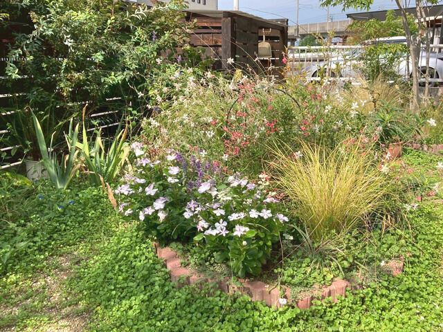 9月の庭の様子