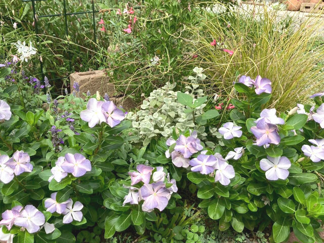 ニチニチソウとブルーサルビア