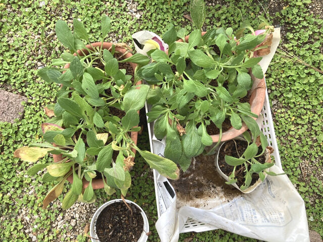 2025年の挿し芽ジギタリスの様子