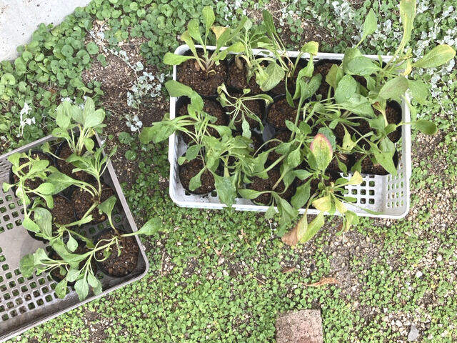 ポットに植え付けた様子