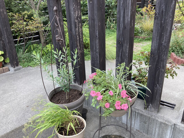 10月のアプローチの様子