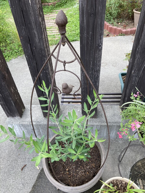 オリーブの鉢植え