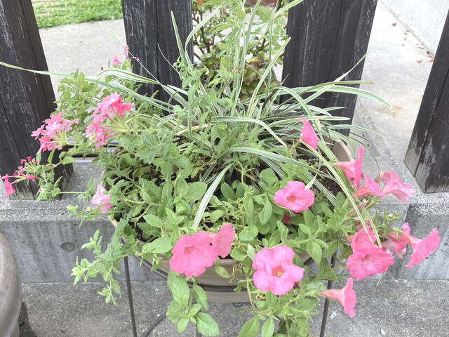 スーパーチュニアの寄せ植え