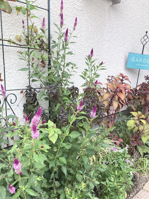 2025年10月の駐車場花壇