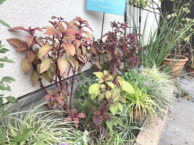 2025年10月の駐車場花壇