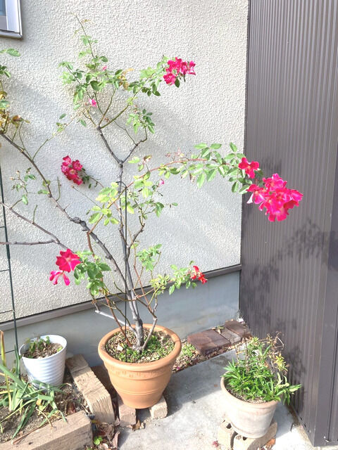 カクテルの秋花