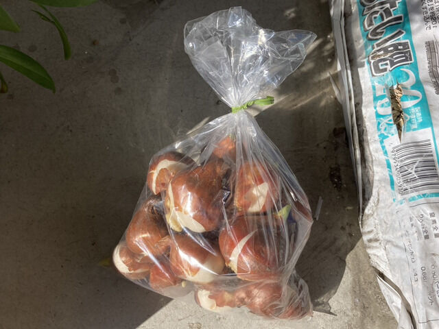 球根の福袋