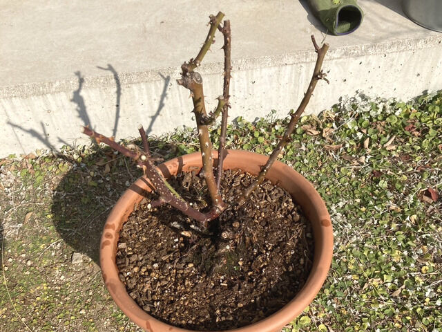 ラバグルート植え替え後