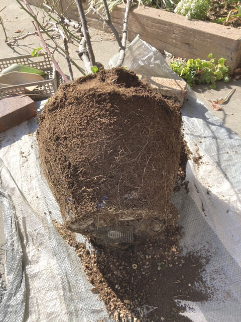 根鉢の状態