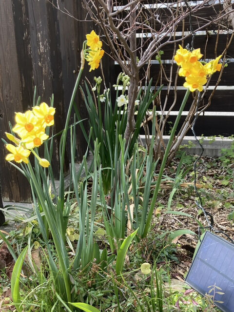 黄色の水仙の花