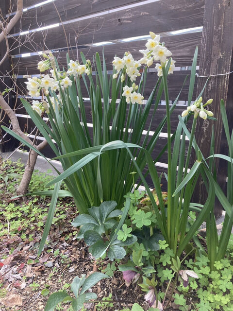 白い水仙の花