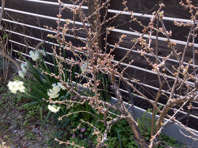 蕾がついたユスラウメ